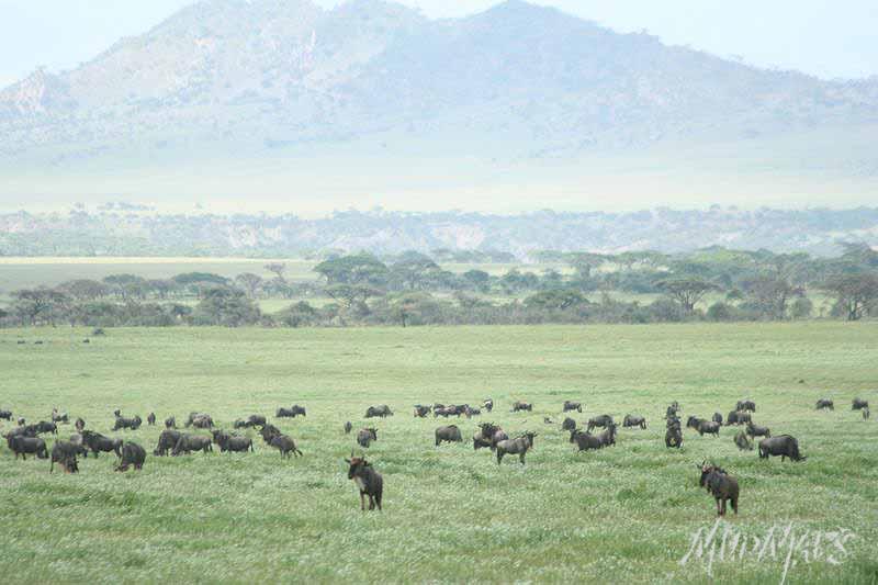 Mud Maps Africa Serengetti NP 1982
